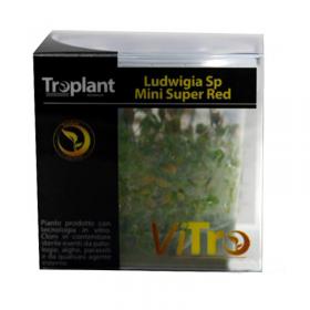 Troplant Linea Vitro Ludwigia "Sp Mini Super Red"  60