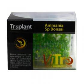 Troplant Linea Vitro Ammania Sp Bonsai  60