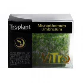 Troplant Linea Vitro Micranthemum Umbrosum  60
