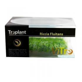 Troplant Linea Vitro Riccia Fluitans  90