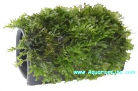 Tunnel Moss - FISH HOUSE WITH MOSS - Misura Cm 10x6x6H