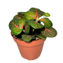 Fittonia Mosaic Bubble Red 8cm