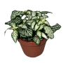 Fittonia Mosaic Forest White 8cm