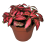 Fittonia Mosaic Ruby Red 8cm