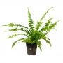 Nephrolepis Green Lady - Article To Be Sold Only In Italy