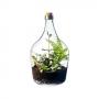 Terrario Bottle Garden Holed 5L cm19,3x19,3x33h - terrario in bottiglia di vetro con foro