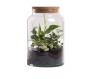 Terrario Bottle Garden Jar 6,2L cm18,5x18,5x32,3h - terrario in barattolo di vetro