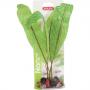 Zolux Decor Plant Aponogeton 25cm - pianta decorativa artificiale