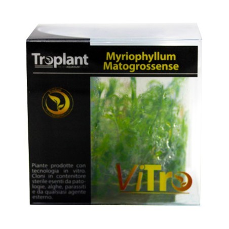 Troplant Linea Vitro Myriophyllum Matogrossense Ø 60