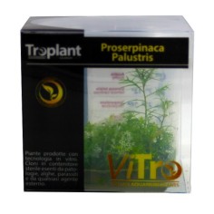 Troplant Linea Vitro Proserpinaca Palustris Ø 60