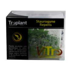Troplant Linea Vitro Staurogyne Repens Ø 60