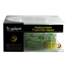 Hydrocotyle Tripartita 'Japan' in Troplant Linea Vitro Ø 90
