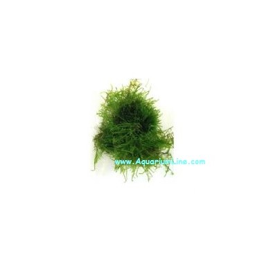 Muschio Taiwan Moss (Taxiphyllum Alternans) - Porzione