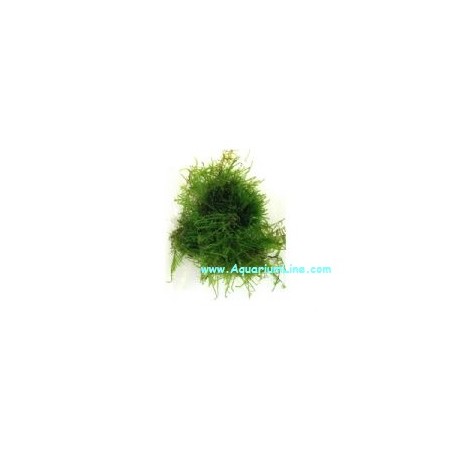Muschio Taiwan Moss (Taxiphyllum Alternans) - Porzione