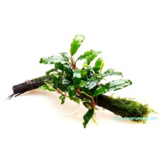Tronco Con Bucephalandra - Misura Media 5-10cm