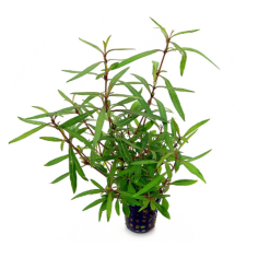 Hygrophila "Araguaia"
