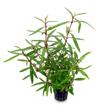 Hygrophila "Araguaia"
