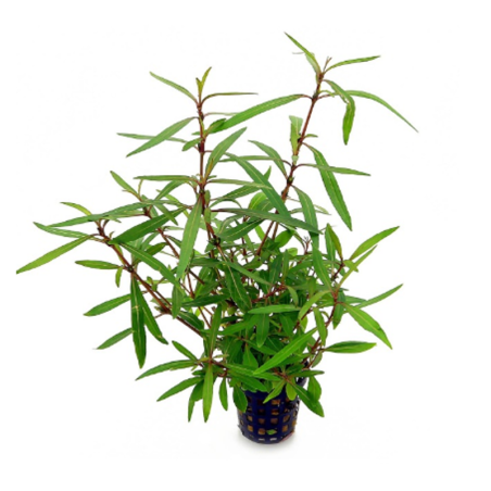 Hygrophila "Araguaia"