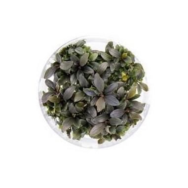 Bucephalandra Biblis in Vitro