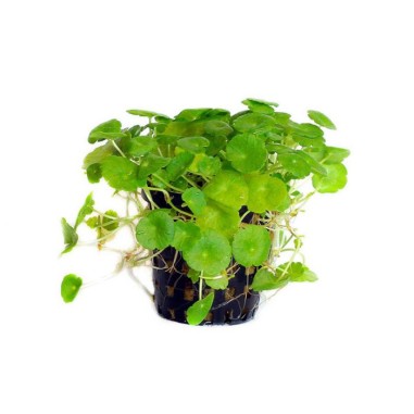 Hydrocotyle Verticillata