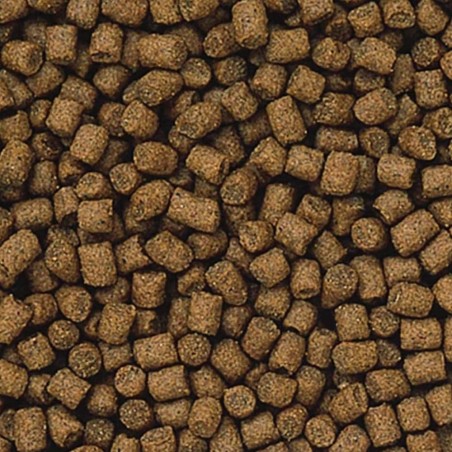 Hikari Lionhead Mini Pellet 100gr - mangime completo per pesci rossi ornamental, specifico per Teste di Leone