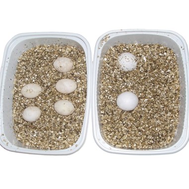 Lucky Reptile Vermiculite 5L - substrato riproduttivo per uova di rettile