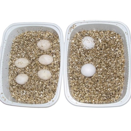 Lucky Reptile Vermiculite 5L - substrato riproduttivo per uova di rettile