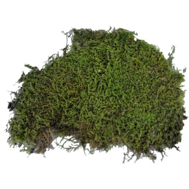 Lucky Reptile Vivarium Moss 150gr - muschio espandibile per terrari umidi