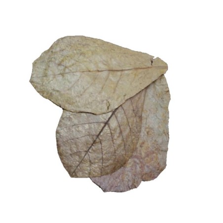 Dennerle 2744 - Catappa Leaves - Foglie di Mandorlo Indiano Essicate per 800 litri Dennerle 2744 - Catappa Leaves - Foglie di Mandorlo Indiano Essicate per 800 litri