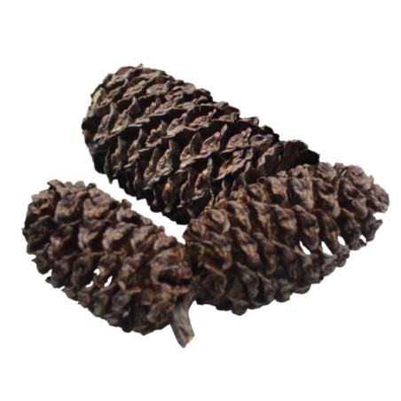 Dennerle 2748 - Black Cones - Pigne di Ontano Dennerle 2748 - Black Cones - Pigne di Ontano
