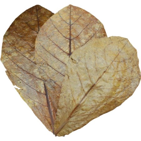 Dennerle 5916 Nano Catappa Leaves – Foglie di mandorlo indiano