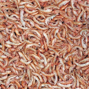 Tropical Gammarus - gamberetti essiccati per tartarughe, testuggini e pesci ornamentali di taglia grande
