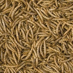 Tropical Meal Worms - Camole della Farina Essicate per Rettili e Grossi Pesci 250ml / 30gr 2
