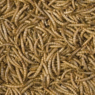 Tropical Meal Worms - Camole della Farina Essicate per Rettili e Grossi Pesci 250ml / 30gr