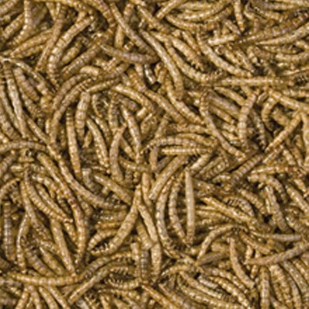 Tropical Meal Worms - Camole della Farina Essicate per Rettili e Grossi Pesci 250ml / 30gr Tropical Meal Worms - Camole della Farina Essicate per Rettili e Grossi Pesci 250ml / 30gr