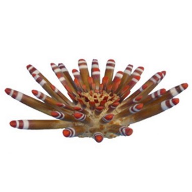 AQL Decorazione Corallo in Resina Modello Riccio Tropicale Large cm20x20x6h