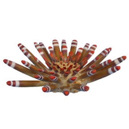 AQL Decorazione Corallo in Resina Modello Riccio Tropicale Large cm20x20x6h