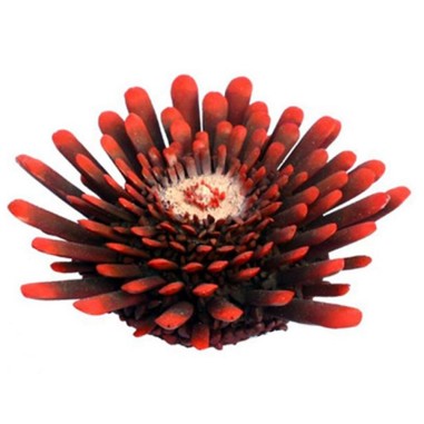 AQL Decorazione Corallo in Resina Modello Riccio Tropicale Small cm9x9x3h