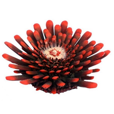 AQL Decorazione Corallo in Resina Modello Riccio Tropicale Small cm9x9x3h