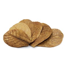 Catappa Extra Large Foglie di Mandorlo Indiano Essicate - 10 Foglie