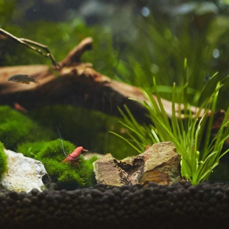 Seachem AquaVitro Aquasolum 2kg - substrato nutritivo per acquari piantumati Seachem AquaVitro Aquasolum 2kg - substrato nutritivo per acquari piantumati