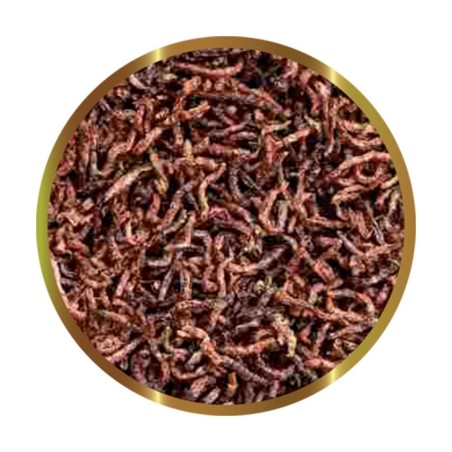 SHG Chironomus - larve di zanzara liofilizzate SHG Chironomus - larve di zanzara liofilizzate