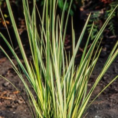Acorus Variegatus 2