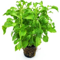 Alternanthera Bettzickiana