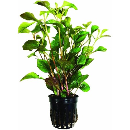 Alternanthera Bettzickiana