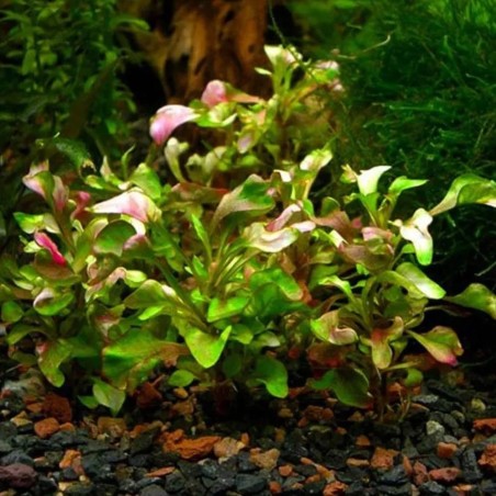 Alternanthera Bettzickiana