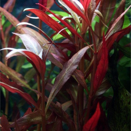 Alternanthera Reineckii (Cardinalis)