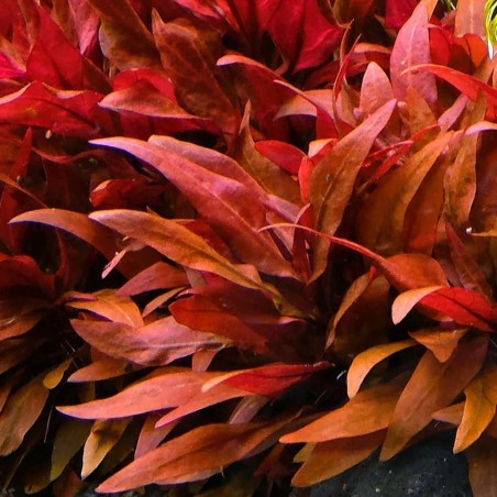 Alternanthera Reineckii (Cardinalis)