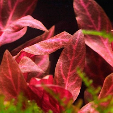 Alternanthera Reineckii 'Rosanervig' (Cardinalis Variegata)