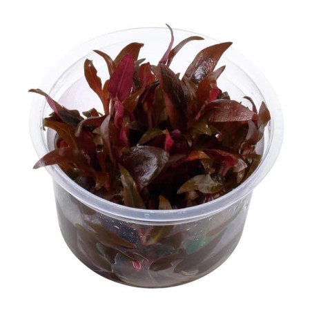 Alternanthera Reineckii ‘mini’ in vitro
